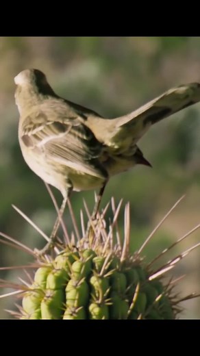 Part 1 - Bird Poop Contains Parasites #bird #animals #cactus #parasite #fyp