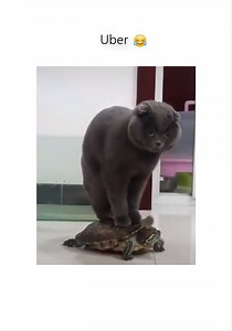 393K views · 8.8K reactions | Nothing better than this ^^ | Animal Lover Unlimited | Facebook