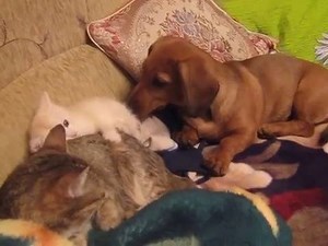 Dachshund playing with cats | BuzzSharer Dachshunds