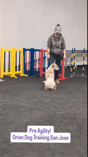 #preagility #agility #sanjose | Orion Dog Training | Facebook