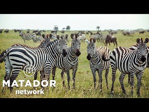 Tips and Tricks to Go Wild in Kenya Thanks to These 3 Travel Companies