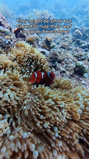 PADI IDC CENTER, AMED - DIVE CULTURE BALI | Nemo! Otherwise known as Clownfish. These fish live in anemone’s stinging tentacles for protection and food, while providing a symbiotic... | Instagram