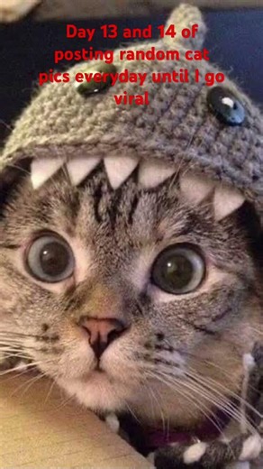 Sorry for forgetting yesterday #cat #viral #funny