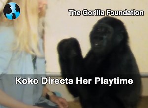 2.4K views · 181 reactions | KOKO DIRECTS HER PLAYTIME (KokoArc...