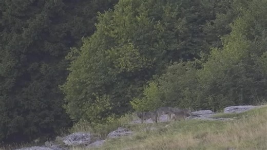 Il video dei quattro nuovi cuccioli di lupo in Lessinia: appartengono al branco del maschio abbattuto