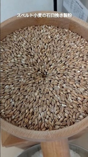 北海道産スペルト小麦の自家製石臼挽き製粉作業🌾