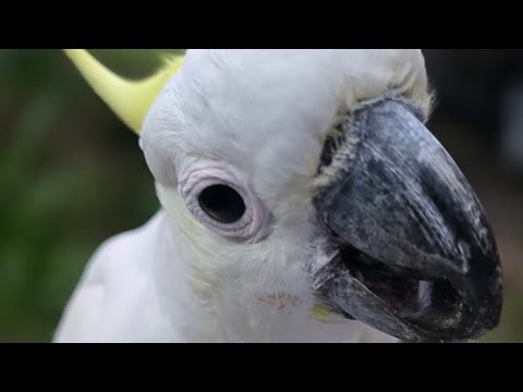 Feeding wild cockatoos in Sydney, Australia