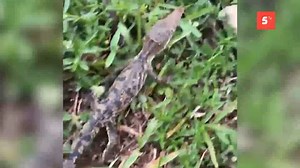 17K views · 199 reactions | Cocodrilo indebidamente fue sacado de su hábitat natural y llevado a la colonia el caribe de dónde escapó, informó el director de conservación ambiental Rafael Chacón Díaz. | Canal5tvCozumel | Facebook