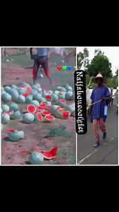 OMG! 😱 Farmer's harvest destroyed by herdsman Native Reporters | Native Reporters