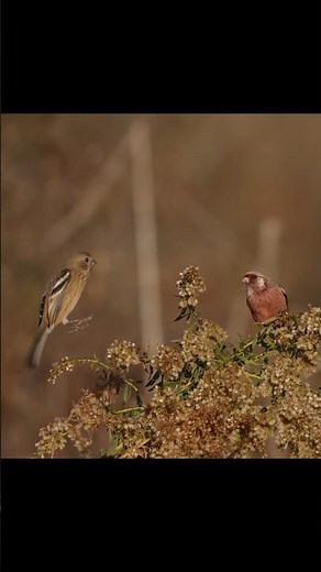 ベニマシコのオスとメスの姿をスローモーションで #野鳥 #野鳥撮影 #ベニマシコ #birds #癒し #nature