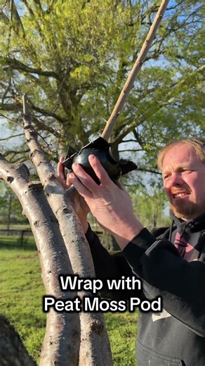 Peach Air Layering Step-by-Step – Free New Tree from One Branch