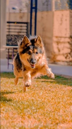 The Ultimate German Shepherd Care Guide