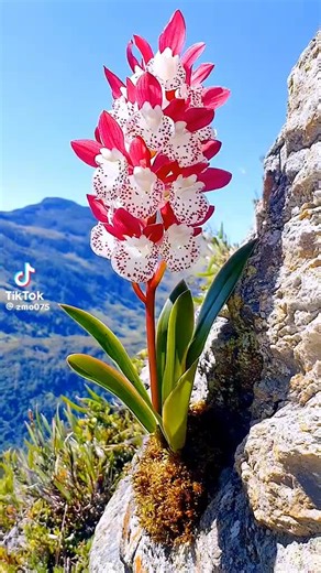 original sound - Pyi Phone ( Official Account) ပါဝင်သည့် Aung Ko Win (@aung.ko.win4931) ၏ ဗီဒီယိုများ