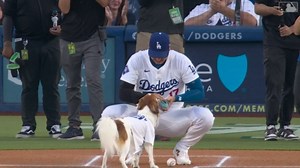 Shohei Ohtani's dog Decoy delivers first pitch | 08/28/2024