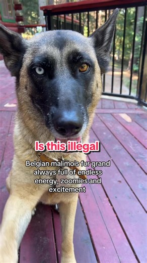 #fyp #illegal #trend #belgianmalinois #gypsy #dogsoftiktok #isthisillegal