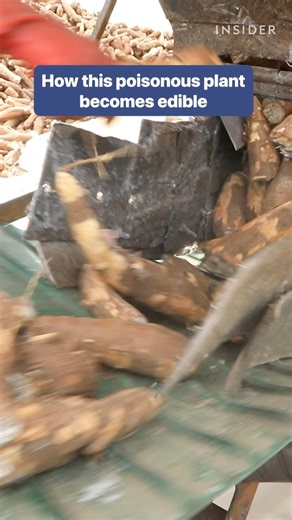 78K views · 436 reactions | Cassava is a shrub with edible roots that can be poisonous raw. #cassava #plants #southamerica | Insider Food | Facebook