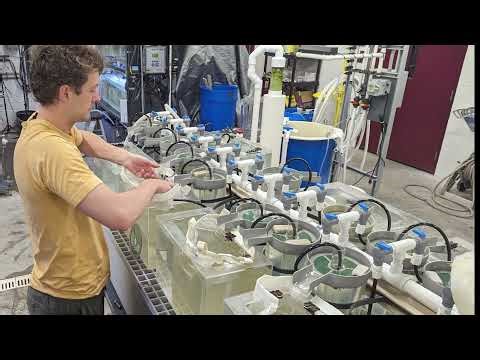 Larval Yellow Perch Video Guide--Module 2: Preparing for Eggs: Setting Up Your Incubation System