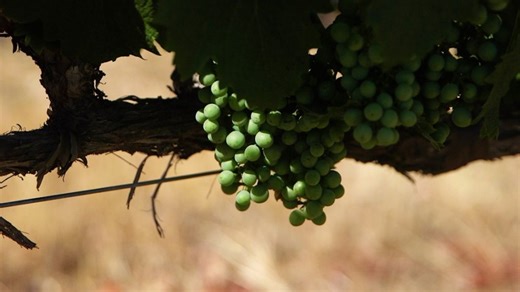 Livermore winemakers name valley's first signature grapes