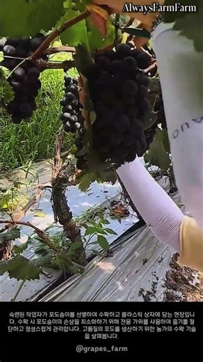 포도 수확과 현장 상차 작업 현장 #farming #farmlife #livestock #grape #harvest