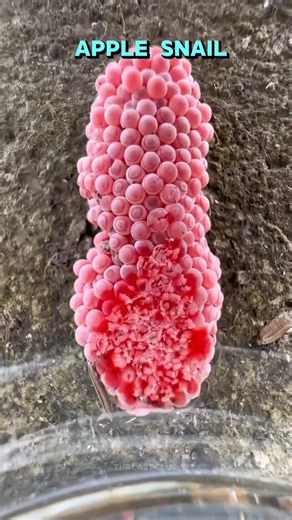 Apple snail egg 😢