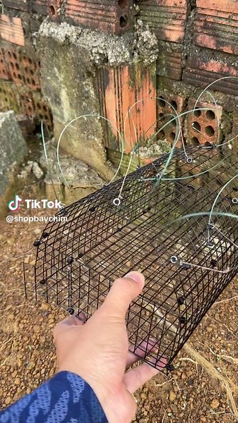 Chim Cắt Săn Mồi: Cách Chăm Sóc và Săn Mồi Hiệu Quả