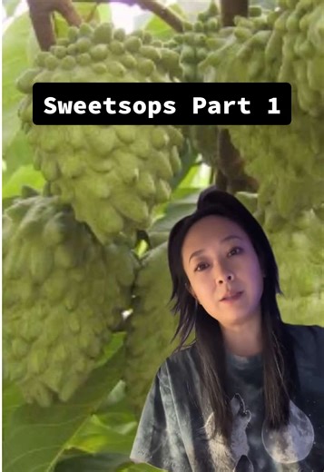 探索台灣釋迦的農業之旅