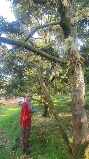 #หมวกดอก #klopokbungadurian #kebundurianAbdsomad #เทรนด์วันนี้ #สวนทุเรียนคุณมะ