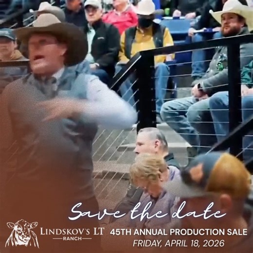 Livestock Digital on Instagram: "World-Renowned Genetics are headed your way! Join Lindskov’s LT Ranch for the 45th Annual Bull Sale on Saturday, April 18, 2026 in Isabel, SD. Selling 250 Charolais, 300 Angus bulls, and 60 elite Hereford bulls—the largest bull offering in the Upper Midwest. Built on strong maternal traits, balanced performance, and customer service that’s second to none. 📈 Bulls sold to 42 states in 2025 💼 Buy-back program with 60,000+ head fed, bred & marketed last year View 