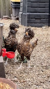 54 reactions · 17 shares | Candy corn Polish chickens!  The Polish...