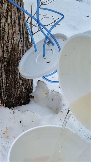 We Checked Our Maple Trees After 24 Hours — Did They Run Sap?