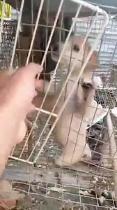 Caso externo Urgente  Nos piden Difundir  Desde Nobol se nos...