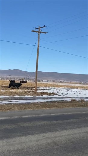Still doubt how a cow can cause a power outage? Here's a video shot by one of our line crewmen in 2022 in Quincy that captures a cow in the act. Believe it! A different cow recently caused a series of outages in the Winchester area by using exactly the same strategy. Our crews kept the itchy bovine at bay by rerouting the electric fence that was keeping the nearby herd corralled in an adjacent field of corn stubble. --------------------- ¿Todavía tienes dudas sobre cómo una vaca puede causar un 