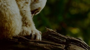 51K views · 191 shares | The slow loris might not be fast, but it’s still an efficient hunter. | National Geographic Animals | Facebook