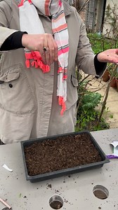 Sarah's seeds to sow now: Salvia viridis 'Blue Monday' and Cucumber 'La Diva'. The perfect addition to herbaceous borders and containers, sow Salvia viridis 'Blue Monday' under cover February-April. To discover Sarah’s top tips on how to sow seeds and get the best from them, visit the website www.sarahraven.com/seeds-to-sow-now/march | Sarah Raven