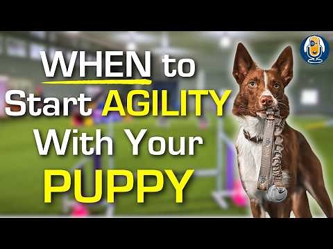 When To Start Agility Training With Your Puppy: Insights From A World Champion #277 #podcast