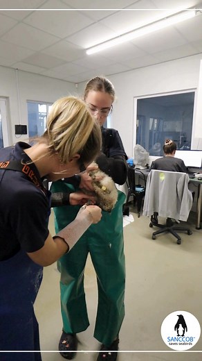 🚨 57 Endangered Cape Gannet chicks have just landed at SANCCOB! 💙 These vulnerable, late-hatched chicks were left behind on Bird Island, Lambert’s Bay, after the adult gannets migrated for winter, leaving them defenceless against the cold and predators. Thankfully, CapeNature rangers acted quickly to rescue the chicks and alerted our team. Now safely in our care, these endangered seabirds are getting the warmth, nourishment, and expert support they need to survive. With time and careful rehabi