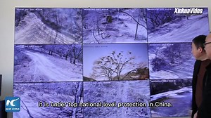 The habitat of the North #China leopard, a #leopard subspecies that is endemic to China, is expanding in northwest China's #Shaanxi Province | Beijing Scroll