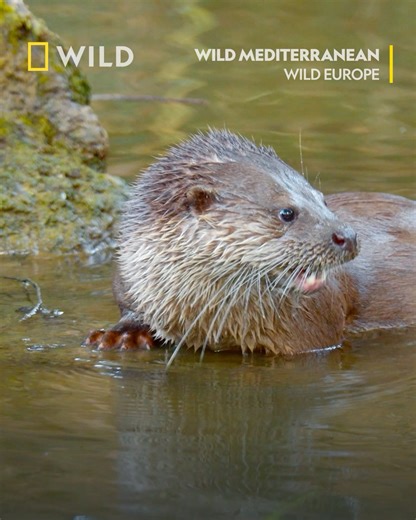 With their waterproof coat, webbed feet and muscular tail, otters can effortlessly glide through the water. Young otter kits have much to learn from their mother, to understand what to eat and where to find it. They'll stay with their mother for about a year and she'll teach them all she knows. Tune into Wild Europe on Sundays at 7pm, from May 5th on National Geographic WILD UK. | National Geographic UK