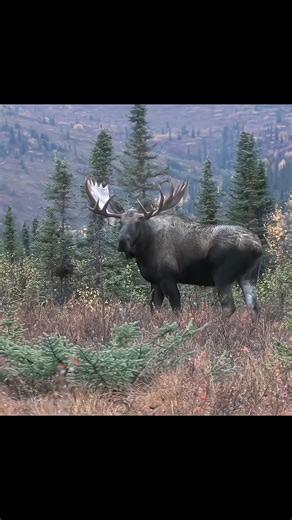 moose down epic shot 🫎😱#MooseHunting#HuntingSeason#BigGameHunting#HuntingLife#OutdoorLife#Hunter