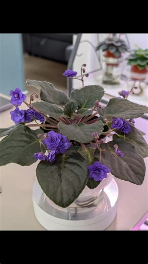 Violetas de Coleção on Instagram: "A variedade Double Blue Boy foi introduzida em 1939, tendo sido hibridizada (e estabilizada a partir de uma mutação) por Frank Tinari, dos renomados Tinari Greenhouses. Esta planta é amplamente reconhecida como o marco inicial que permitiu o desenvolvimento de todas as variedades dobradas modernas. Por meio desta linhagem, o padrão de flores simples de apenas cinco pétalas foi definitivamente rompido. ​Suas características são definidas por flores dobradas de c