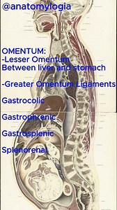 Omentum #anatomy #peritoneal #abdomen #ligament