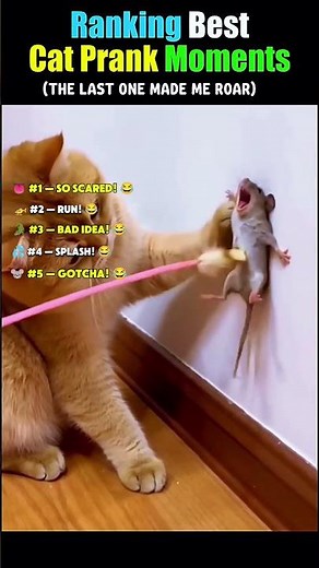 Ranking The Funniest Cat Pranks 😂🐱 | #1 Is Crazy!