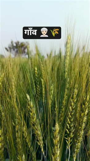 गामा आले 🌾👳🏻‍♀️💖🤞#ट्रेंडिंग #trending #viral #nature #jattlifestudios #farmerstruggle #wheat #322 🫴🏻