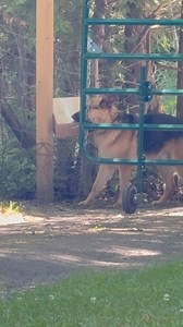 33K views · 1.5K reactions | It’s an intelligence test … and you passed Buck  | Smiley | Facebook