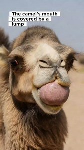 The camel's mouth grew lumpy so it was difficult for him to eat #duniahewan #wildlife #animalreacue | Seno