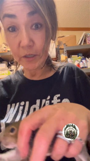 7.6K views · 805 reactions | Feeding 2nd baby squirrel. I only have 2 this size that are still on formula | Little Bit Wildlife Rescue | Facebook