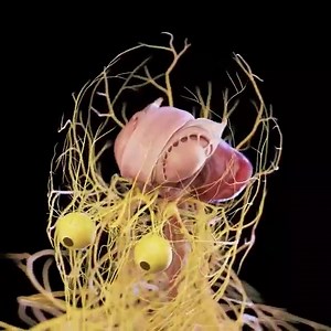 139K views · 4.2K reactions | SISTEMA NERVIOSO: LA PERFECCIÓN HUMANA....