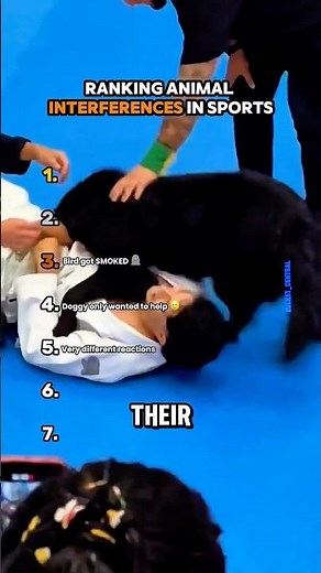 Ranking animal interferences in sports