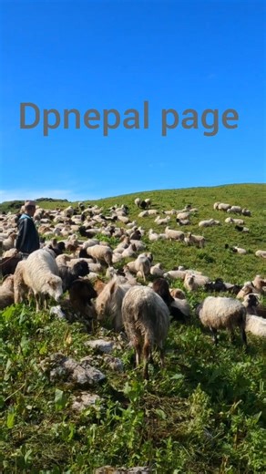 15K views · 264 reactions | The Himalayan shepherds of life the highland side summer season How to carry water  and how to cooking organic food. #mountainlifestyle #himalayalife #facebook #FacebookPage #sheepfarming #shepherdlife | Dpnepal | Facebook