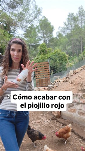 Esta es mi forma de acabar con el piojillo rojo del gallinero: 🪶 Apicure en el pienso → refuerza a las gallinas desde dentro. 🕷️ Androlis en el gallinero → el depredador natural del piojillo rojo. 💡 Consejos para usar Androlis: 🧊 Guárdalo en la nevera (4–10 °C) hasta usarlo. 🌅 Suéltalo al atardecer o de noche, cuando los piojillos están activos. 🪵 Échalo por las perchas, nidos y rincones oscuros. 💧 Pulveriza un poco de agua en el ambiente los primeros días (sin mojar a las gallinas). 🚫 N